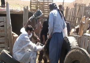 شهرستان خوانسار بیش از ۸۰ هزار راس دام سبک دارد