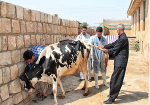 مناطق سیل زده خوزستان عاری از بیماری تب برفکی