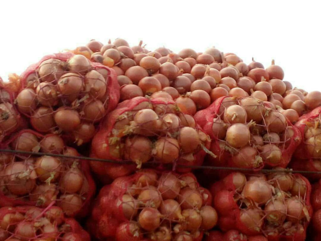 مجوز صادرات پیاز از سر گرفته شد
