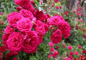 تولید ۲۱۲ تن گل محمدی در همدان