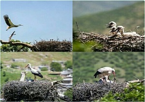 جوجه آوری لک لک سفید در استان کردستان