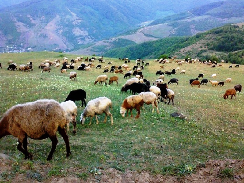 مشکلی در تامین واکسن دام&zwnj;های دشت لار نداریم