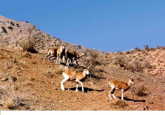 پهپاد ها به کمک محیط بانان می آیند