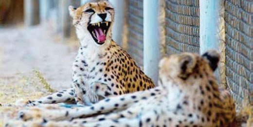 لقاح مصنوعی یوزپلنگ آسیایی بر روی دلبر انجام شد