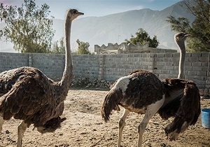 نبود کشتارگاه تخصصی از مشکلات بازار شتر مرغ در خراسان جنوبی