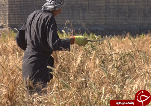 روحانیونی که گندم کشاورزان سوسنگرد را درو می کنند + تصاویر