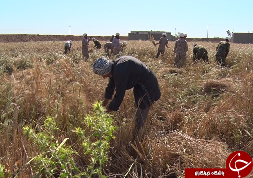 روحانیونی که گندم کشاورزان سوسنگرد را درو می کنند + تصاویر