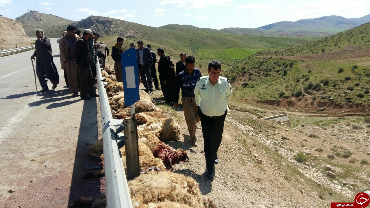 ۵۰ راس گوسفند گله عشایر کوچ رو تلف شد