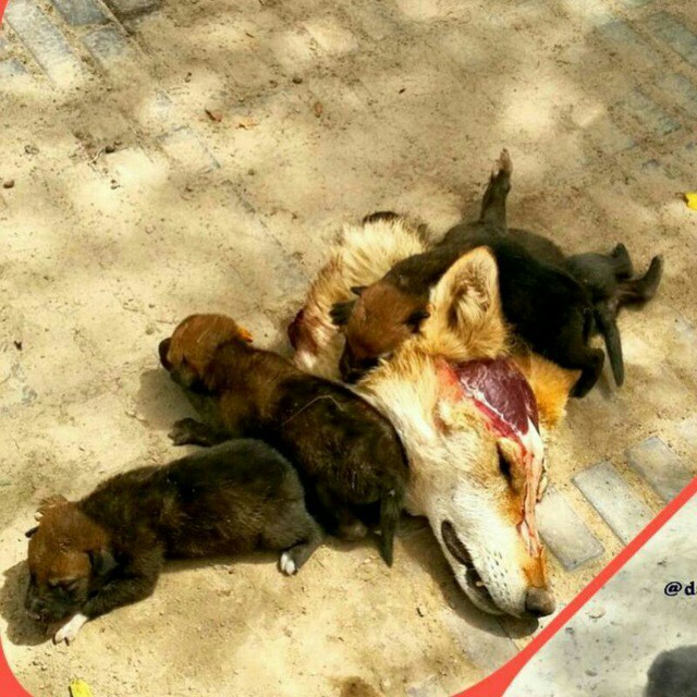 شکار یک قلاده گرگ توسط فرد متخلف  در جیرفت