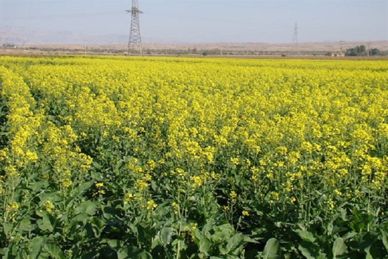 ۱۵ هزار تن کلزای خوزستان در گچساران استحصال می‌شود