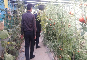 گلخانه مدرسه استثنایی باغچه بان به بار نشست