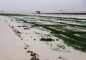 خسارت جدی سیلاب به مزارع کشاورزی