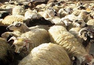 کشف ۲۷ راس دام فاقد مجوز حمل در بوئین زهرا