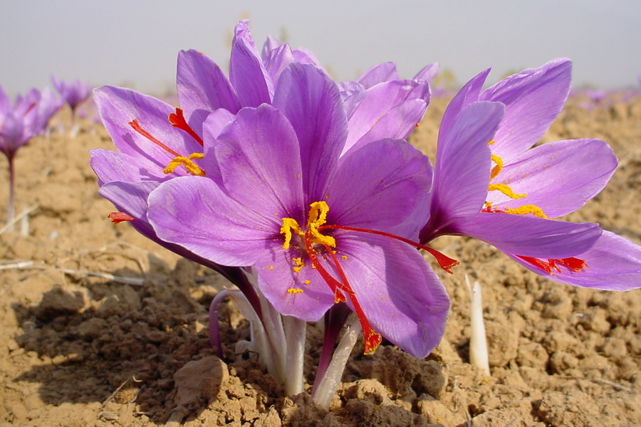 رونمایی از ثبت جهانی زراعت زعفران مبتنی بر قنات در گناباد / سومین میراث جهانی کشاورزی ایران در سازمان خواروبار ملل متحد (فائو)