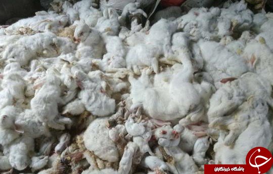 جشنی که جان خرگوش های همسایه را گرفت! + تصاویر