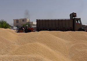 ۷۰۰ میلیارد ریال وجه گندم به کشاورزان استان بوشهر پرداخت شد