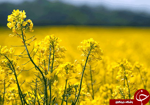 نگاهی گذرا به مهمترین رویداد&zwnj;های جمعه ۶ اردیبهشت ماه در مازندران