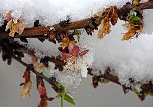 اثرات سرمای دیررس بهاره در جنگل‌های میانبند + فیلم