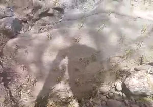 هجوم ملخ‌ها به دهستان برنطین + فیلم