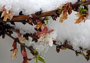 سرمازدگی به محصولات کشاورزی استان قزوین خسارت زد
