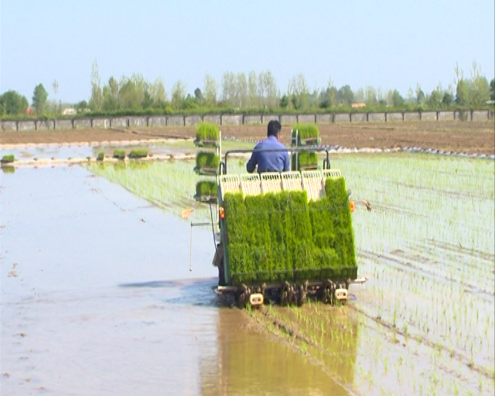 آغاز نخستین کشت مکانیزه برنج بر اساس تقویم زراعی/ افزایش کشت مکانیزه در راستای رونق تولید