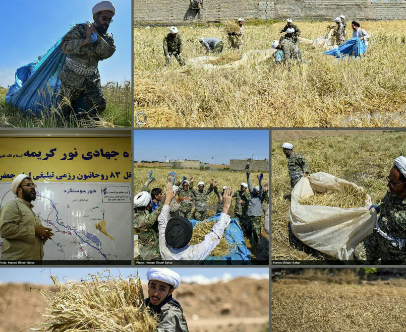 روحانیون جهادگر مزارع گندم کشاورزان سوسنگرد را درو کردند +عکس