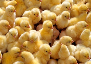 کشف ۲۰ هزار جوجه قاچاق در سقز