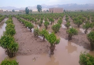 حدود ۱۷۰ هزار هکتار از انواع مزارع در خوزستان زیر آب رفت