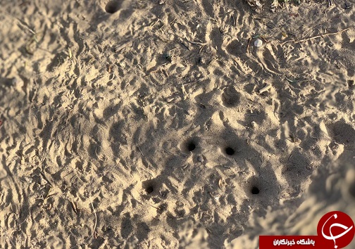 مهمان&zwnj;های ناخوانده عربستانی در نهبندان دیده شدند