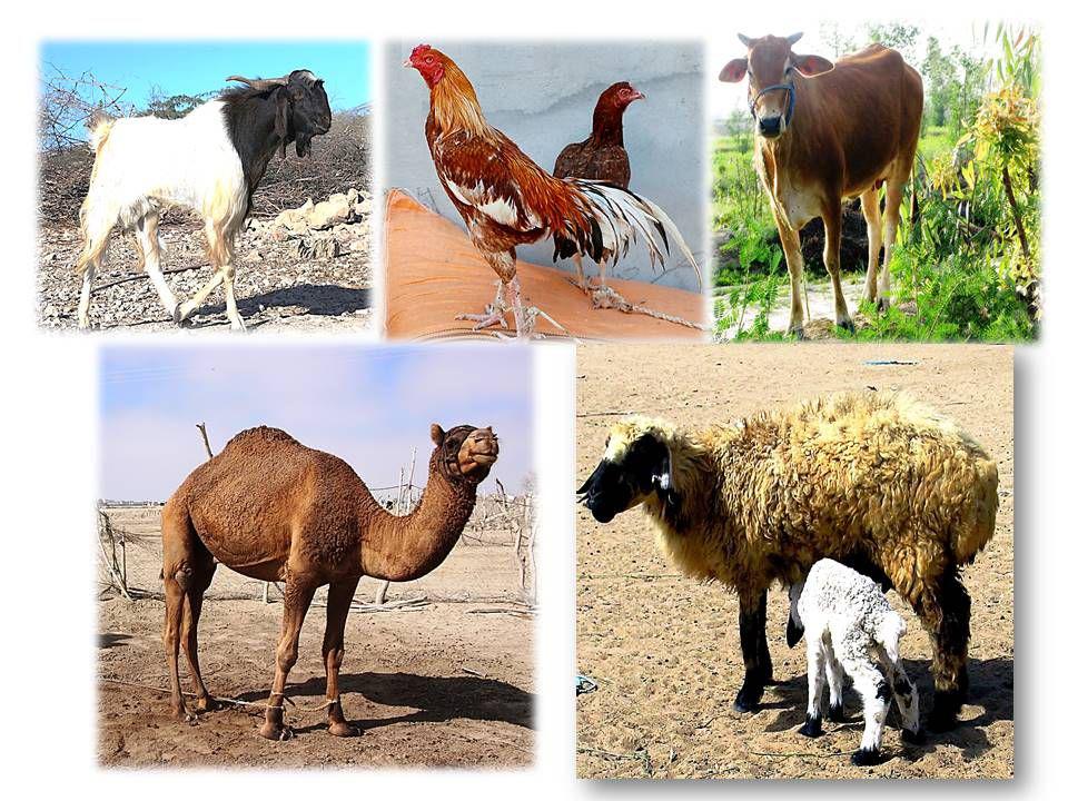 نژاد&zwnj;های برتر دام و طیور زمینه ساز ایجاد اشتغال در چابهار