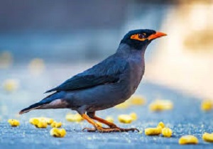 رهایی صدها پرنده زینتی از دست قاچاقچیان