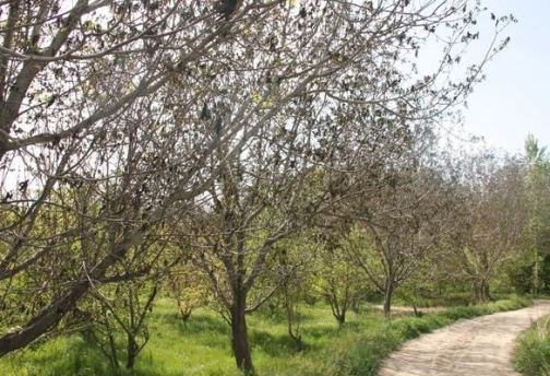 سرمازدگی ۱۸ هزار هکتار از باغات آذربایجان شرقی