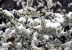 خسارت ۷۰ درصدی برف و سرما به محصولات باغی خلخال