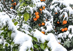 خسارت ۳۰۰ میلیارد تومانی سرمای دیررس بهاره به محصولات کشاورزی آذربایجان غربی