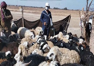 واکسیناسیون ۴۹ هزار راس دام در نهبندان