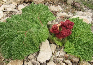 ریواس گیاه دارویی خراسان جنوبی