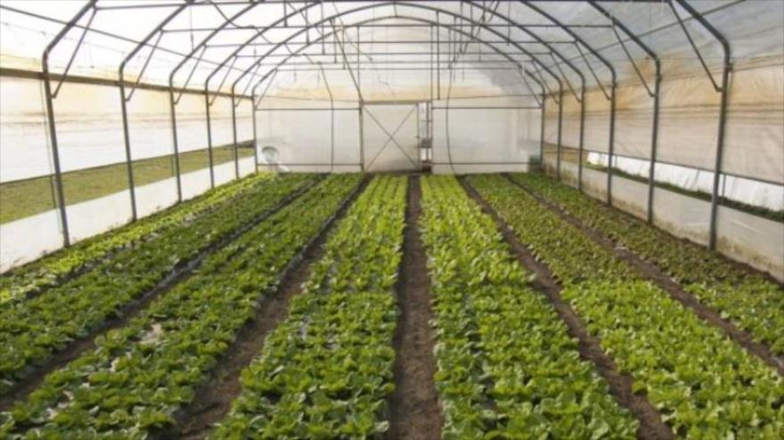 توسعه کشت گلخانه ای در مهاباد