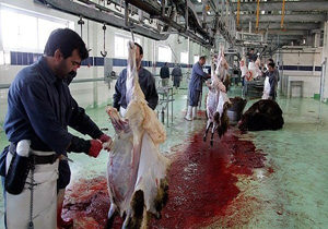 کشتارگاه‌های لرستان ۴۰ روز فرصت راه اندازی سیستم پیش سرد دارند