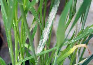 مشاهده بیماری سفیدک سطحی گندم در مرودشت