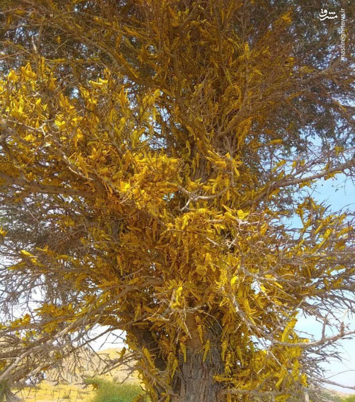 تصویری حیرت آور از  هجوم ملخ&zwnj;ها به بوشهر!