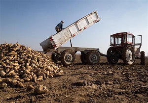 برداشت چغندر قند در فارس