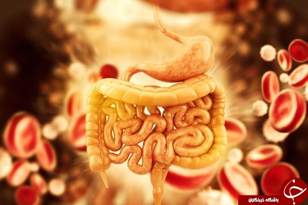 روده بزرگ از چه اجزایی تشکیل شده است؟! +بررسی نحوه عملکرد آن&zwnj;ها