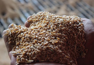 خریداری بیش از ۱۲۰ هزار تن گندم از کشاورزان شوشتر