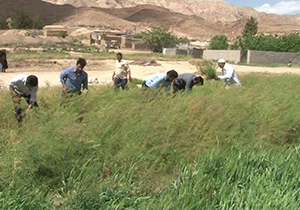 برداشت خاکشیر در شهرستان ارسنجان
