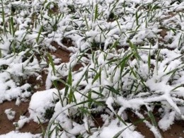 سرمازدگی بخش کشاورزی شاهرود را از رونق انداخته است