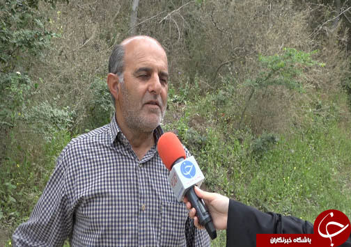 سفره شمال ایران برای آفت شب پره شمشاد دل کندنی نیست