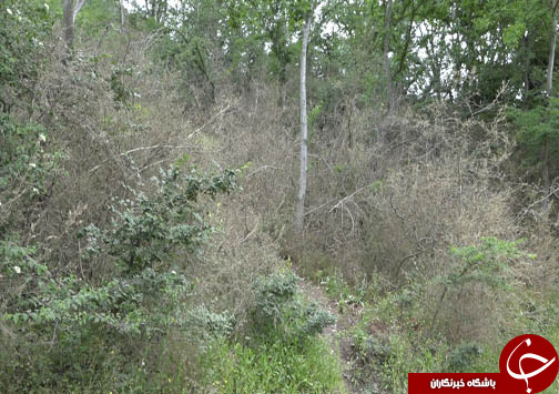 سفره شمال ایران برای آفت شب پره شمشاد دل کندنی نیست