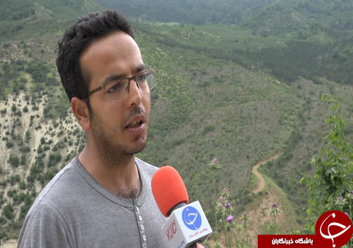 سفره شمال ایران برای آفت شب پره شمشاد دل کندنی نیست