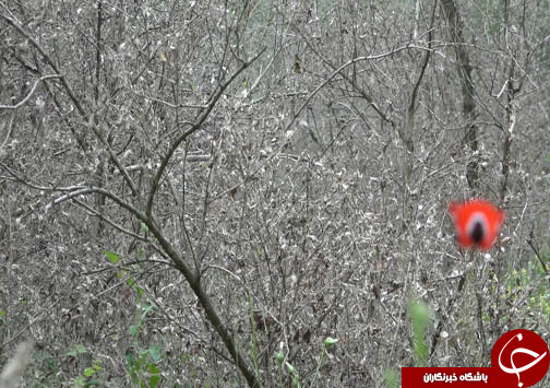 سفره شمال ایران برای آفت شب پره شمشاد دل کندنی نیست