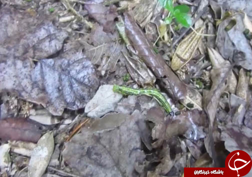 سفره شمال ایران برای آفت شب پره شمشاد دل کندنی نیست